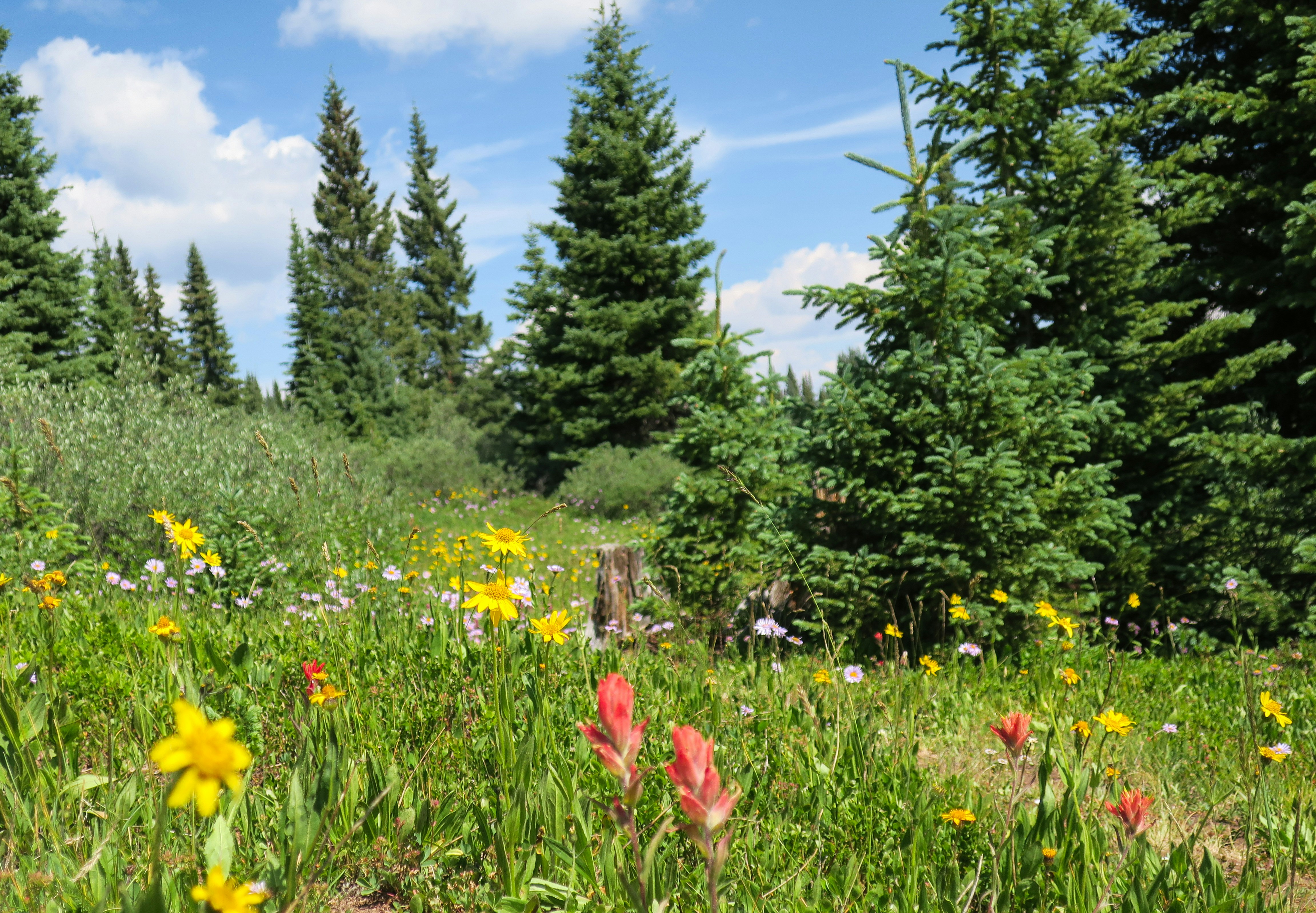 Pine in a Meadow