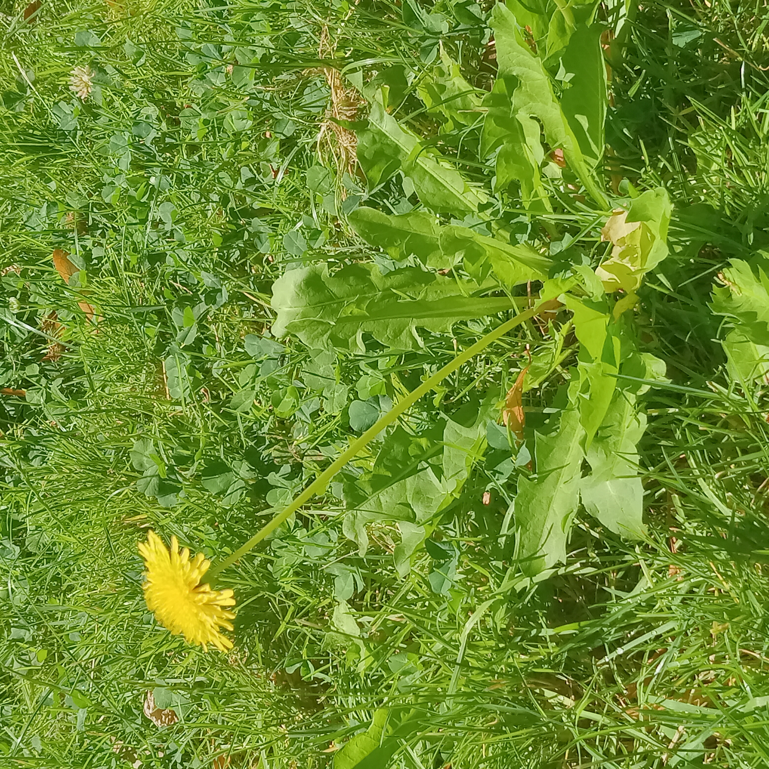 Pine in a Meadow