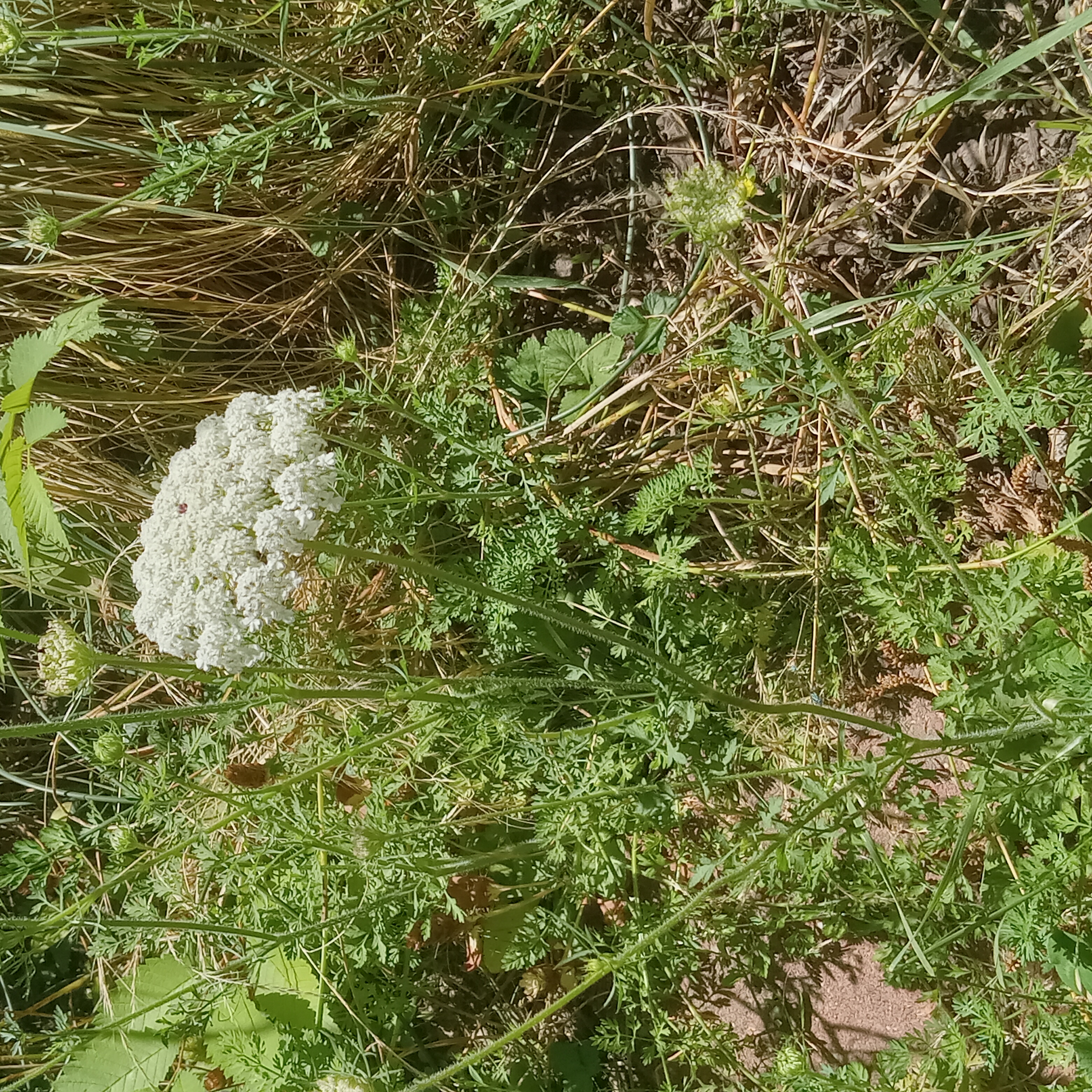the dainty white flowers of queen anne's lace